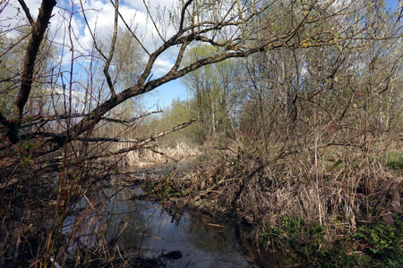 Landscape with impassable swamp in dense forest with last year dry grass and still water in sunny day in spring seasonの写真素材
