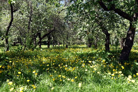 Spring landscape with blossom apple trees in a dense park in bright sunny dayの写真素材