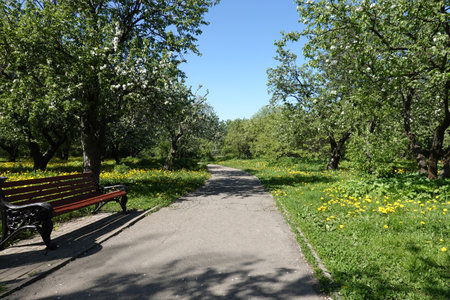Urban park with blossoming apple trees in sunny day with walkway and brown bench on the left sideの写真素材
