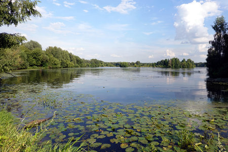 Beautiful countryside summer landscape with wide backwater on the river and deciduous forest around it under blue sky with soft cloudsの写真素材