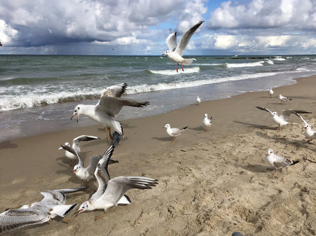 Seascape with some white seagulls on the sand beach and in the sky against foamed sea surf under heavy cumulonimbus on the sky till horizon in windy dayの写真素材