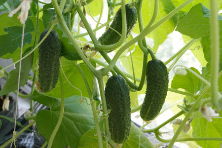 Small young green cucumbers grows on branches in the vegetable garden close up viewの写真素材