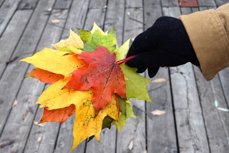 Woman holds in hand bouquet from colorful maple leaves against wooden walkway surface background surface close-up view outdoorsの写真素材