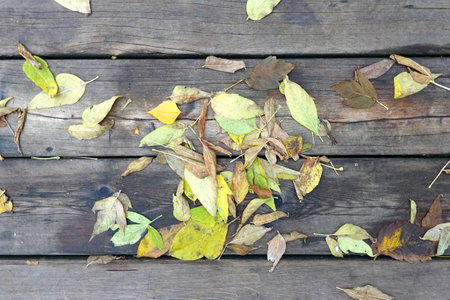 Few autumn leaves on wet wooden boards surface as background top viewの写真素材