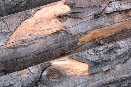 Old wooden rough surface with lot of damages in wood structure as background view diagonal close upの写真素材