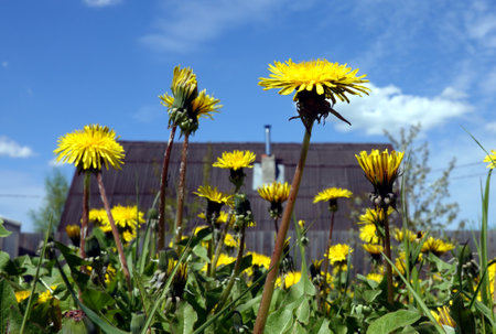 Blooming yellow dandelions close-up bottom up view against beautiful countryside summer landscapeの写真素材