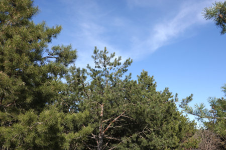 Tops of dense pine forest with green branches with cones under clear blue skyの写真素材