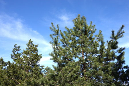 Tops of pine trees with green branches in dense forest under clear blue skyの写真素材