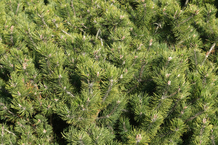 Dense pine branches with green fir-needle and blossom sprouts view close-upの写真素材