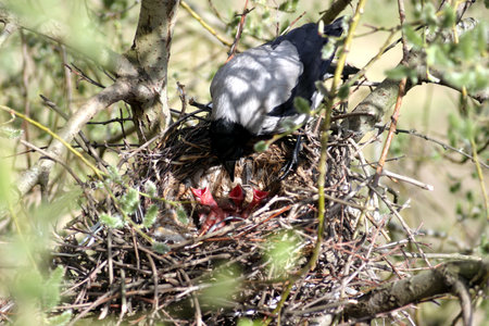 Crow feeds small hungry chicks in a nest on a tree in the forest close up viewの写真素材