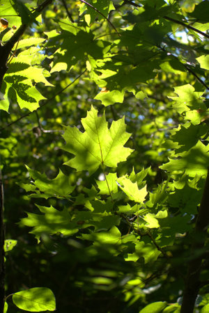 Green maple leaves on tree branches in the deep forest in the beautiful sun light raysの写真素材