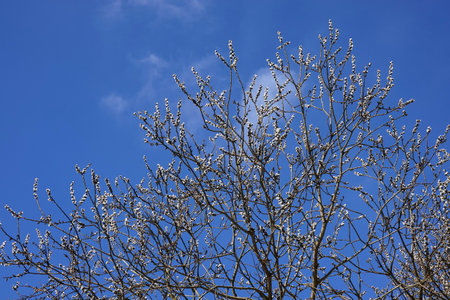 Early spring photo, willow branches with young white fluffy sprouts blossom against blue sky with light cloudsの写真素材