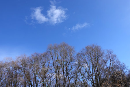 Landscape with leafless trees in the forest in the early spring day under beautiful blue skyの写真素材