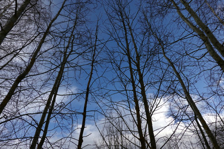 Nature landscape with silhouettes of high leafless trees bottom up view in the forest against beautiful blue sky with white cloudsの写真素材