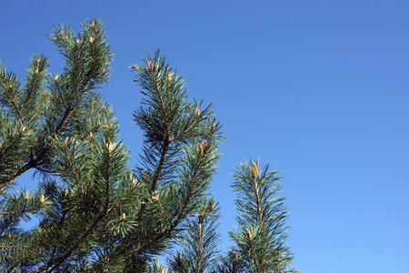 Top of pine tree branches with young green sprouts against clear cloudless blue skyの写真素材