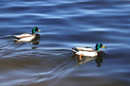 Two waterfowl drake with colorful plumage floats close up in the spring river waterの写真素材