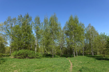 Beautiful spring landscape with green leaves on high birches under bright blue cloudless sky in sunny dayの写真素材