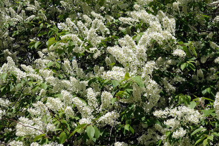 Dense bird cherry branches of the top of the tree with lot of blooming white flowers front view closeupの写真素材