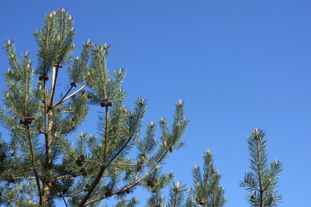 Top of pine tree branches with young green sprouts and old cones against clear cloudless blue skyの写真素材