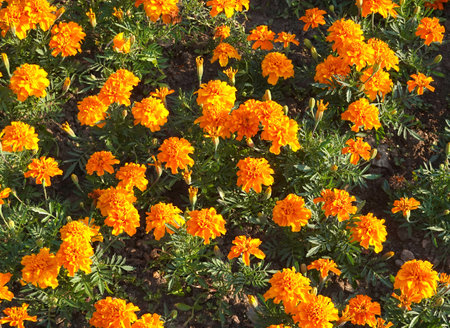 Many orange marigold flowers as flower carpet in the garden in sunny summer day top view close-upの写真素材