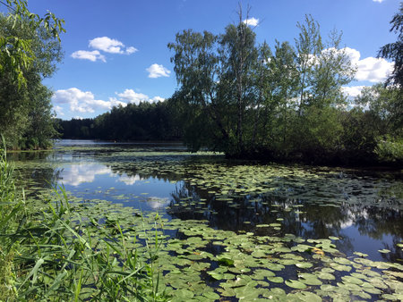 Beautiful summer rural landscape with water lilies in a quiet river backwater surrounded by deciduous trees under blue sky with clouds on a bright sunny dayの写真素材