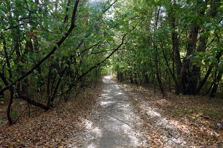 Pathway with with fallen foliage around going deep far into autumn forestの写真素材