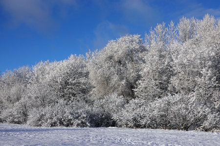 Beautiful winter landscape with dense forest trees fully covered by snow under blue frosty sky in sunny dayの写真素材