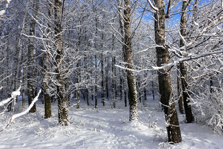 Beautiful landscape with snowy trees in winter forest fully covered by clean snow in bright sunny dayの写真素材
