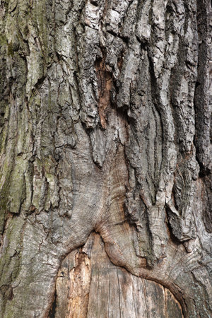 Close-up of an oak tree trunk with damaged barkの写真素材