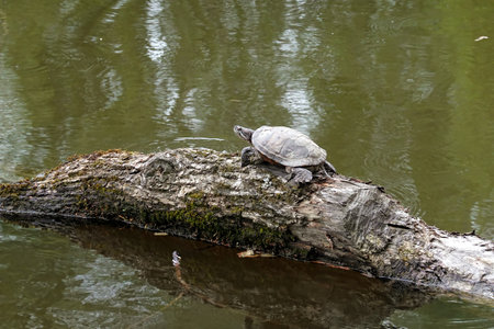 Marsh turtle gets sunbathe on the floating tree trunk in the calm still water