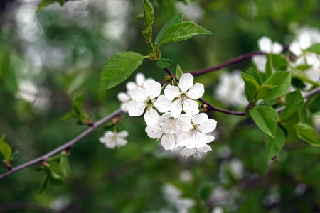 Wild apple tree flowers blossom on the branch in the forest over blur green natural background closeup viewの写真素材