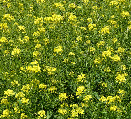 Close-up view of many yellow wild flowers of common rapeseed blooming in a field on a sunny summer dayの写真素材