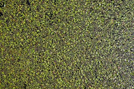 Many small water plants on the pond backwater as background top view close-upの写真素材