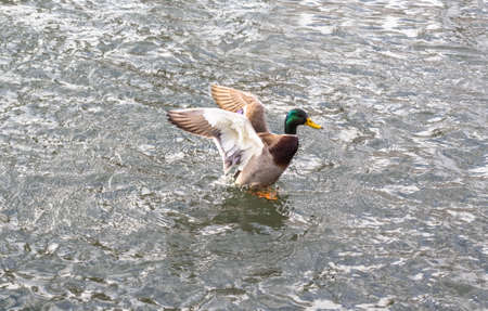 Duck start flyingの写真素材