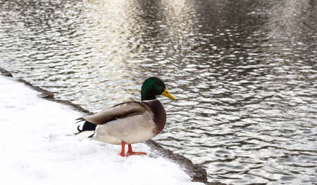 Duck on snow near riverの写真素材