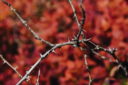 Blackberries in autumnの写真素材