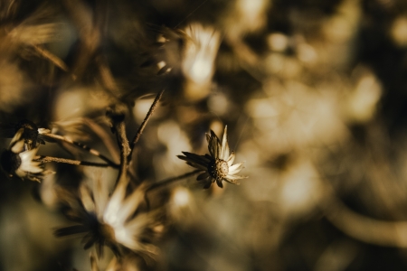 Whirlwind of flowersの写真素材