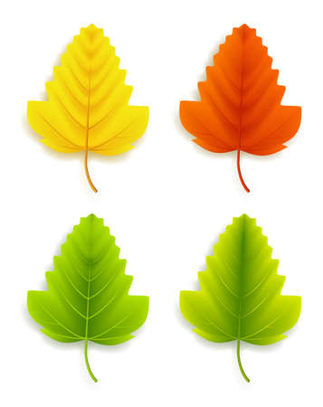 Set of Colorful Autumn Leaves. Vector Illustrationのイラスト素材
