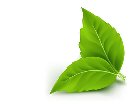Realistic Eco Friendly Leaves. Vector Illustrationのイラスト素材
