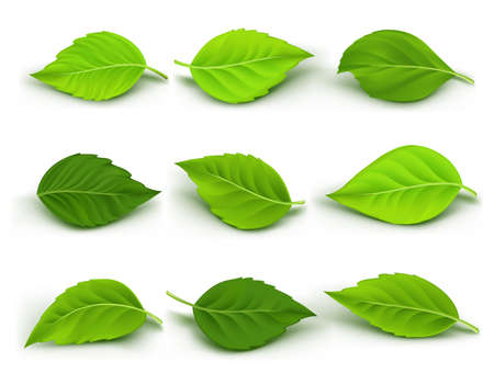 Set of Realistic Green Leaves Collection. Vector Illustrationのイラスト素材