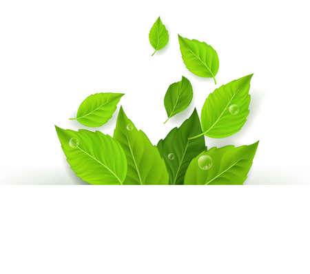 Realistic Leaves Background with White Space. Vector Illustrationのイラスト素材
