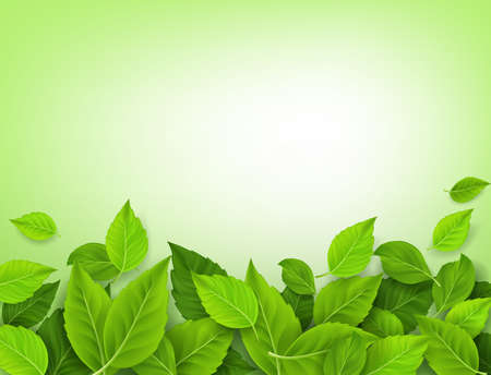 Realistic Leaves Background with White Space. Vector Illustrationのイラスト素材