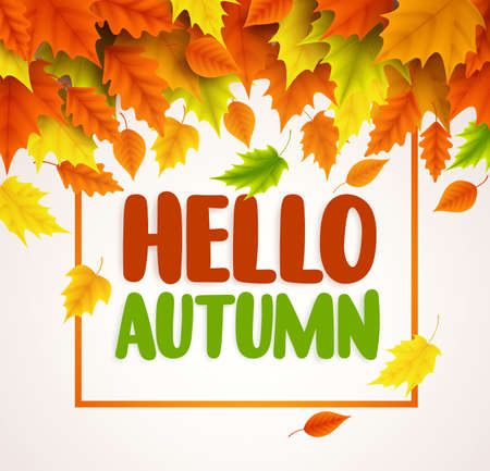 Hello autumn vector banner design. Text greetings for fall season with collections of yellow and orange maple leaves falling in white background. Vector illustration.のイラスト素材