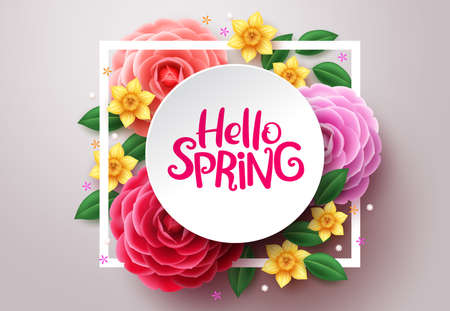 Spring flower vector background. Hello spring text in white frame space and colorful camellia and crocus flowers in white background. Vector illustration.のイラスト素材