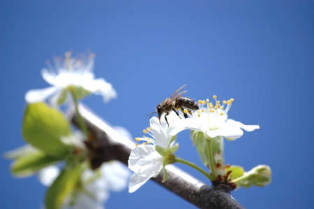 Close up of a plum blossom flower and bee, blue sky background