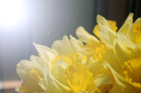 A close up view of yellow daffodils in full bloomの写真素材