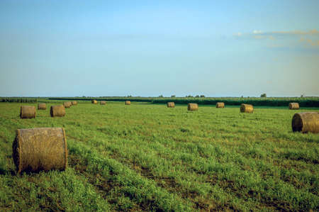 Bale rolls on the green field after harvesting