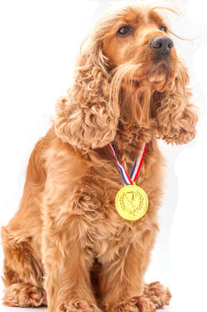 English Cocker spaniel dog wearing prize winning medalの写真素材