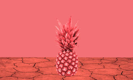 pineapple on a red dry earth and a red backgroundの写真素材