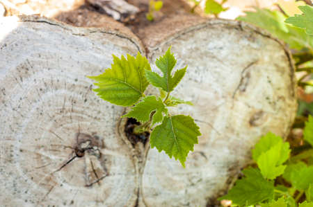 the shoot grows from a cut stump, shot from above